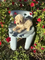 Cash, a male Poodle - Toy  for sale in Salisbury, NC – 4 of 4