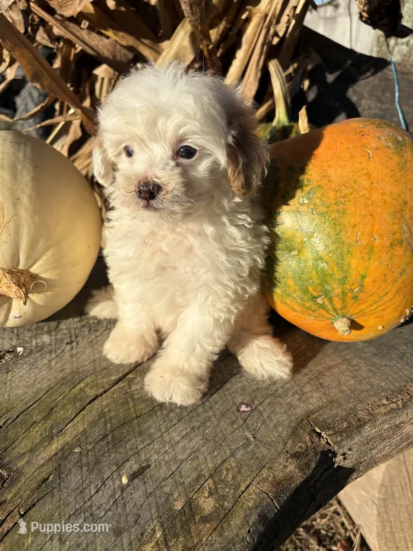 Russ – Poodle - Toy  puppy for sale in Salisbury, NC