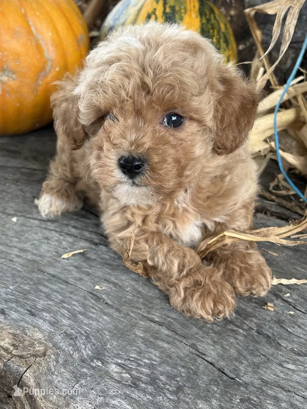 Graham – Poodle - Toy  puppy for sale in Salisbury, NC
