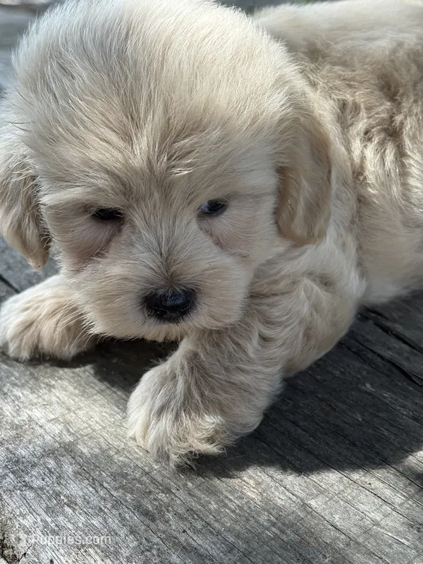 Handsome – Cockapoo puppy for sale in Salisbury, NC