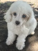 Grace, a female Cockapoo for sale in Salisbury, NC – 2 of 9