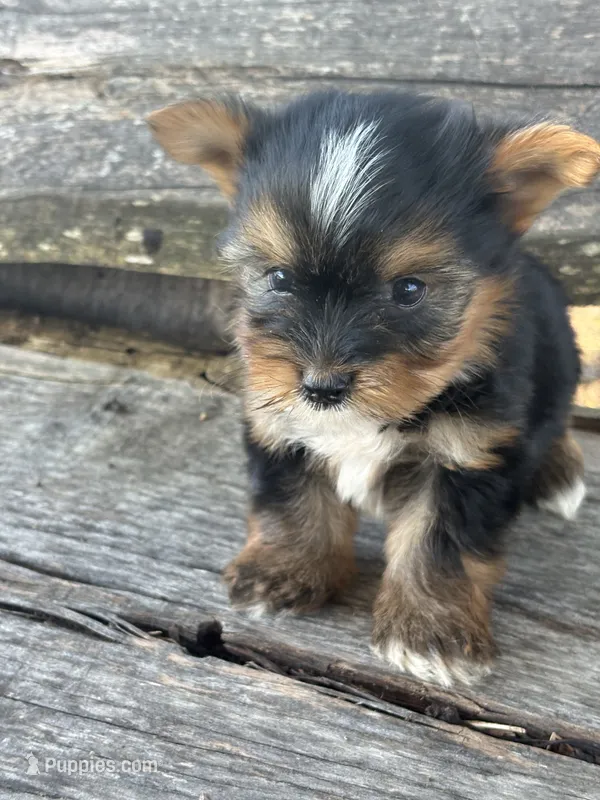 Handsome – Yorkshire Terrier puppy for sale in Salisbury, NC