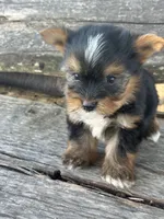 Handsome, a male Yorkshire Terrier for sale in Salisbury, NC – 1 of 3