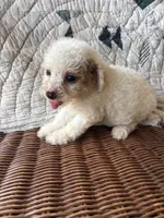 Grace, a female Cockapoo for sale in Salisbury, NC – 2 of 2