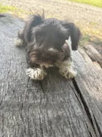 Fancy, a female Miniature Schnauzer for sale in Salisbury, NC – 9 of 10