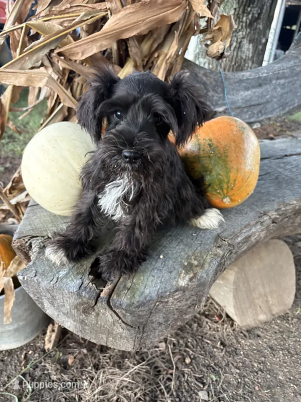 Flashy – Miniature Schnauzer puppy for sale in Salisbury, NC