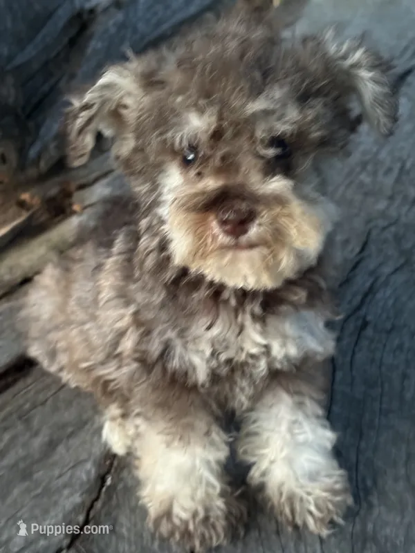 L T guy – Miniature Schnauzer puppy for sale in Salisbury, NC