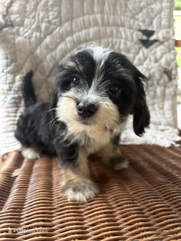 Sharpee – Cockapoo puppy for sale in Salisbury, NC