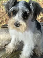 Parti girl, a female Miniature Schnauzer for sale in Salisbury, NC – 5 of 10