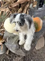 Parti girl, a female Miniature Schnauzer for sale in Salisbury, NC – 3 of 10