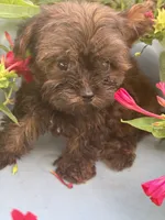 Titan, a male Yorkshire Terrier for sale in Salisbury, NC – 2 of 6