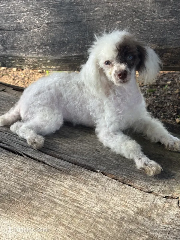 Special – Poodle - Toy  puppy for sale in Salisbury, NC