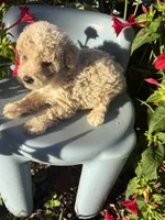 Cash, a male Poodle - Toy  for sale in Salisbury, NC – 3 of 4