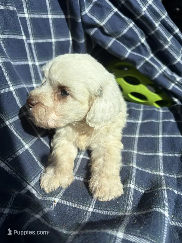 Goose – Cockapoo, Poodle - Toy  puppy for sale in Salisbury, NC