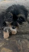 Mo, a male Yorkshire Terrier for sale in Salisbury, NC – 2 of 5