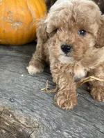 Graham, a male Poodle - Toy  for sale in Salisbury, NC – 4 of 4