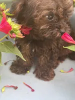 Titan, a male Yorkshire Terrier for sale in Salisbury, NC – 5 of 6