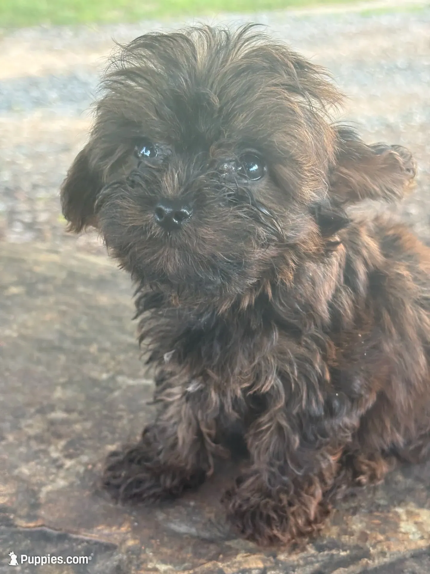 Titan, a male Yorkshire Terrier for sale in Salisbury, NC – 2 of 10
