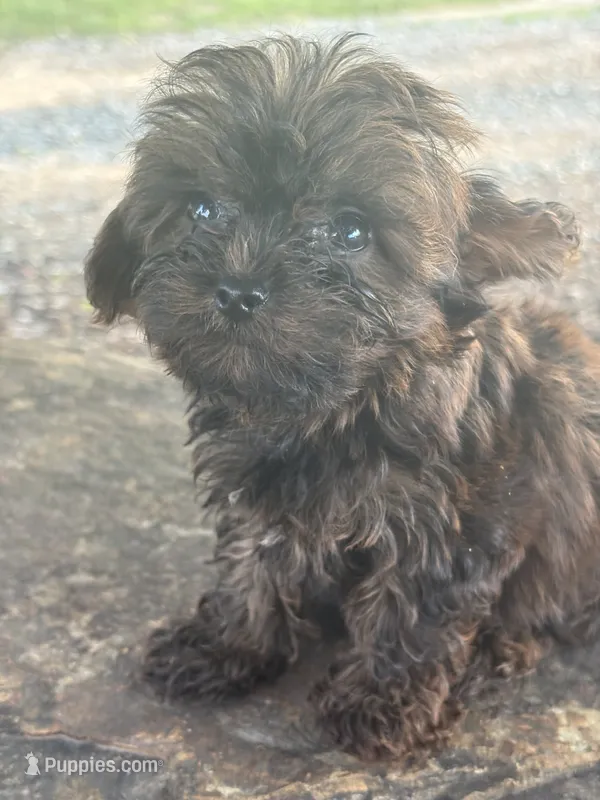 Titan – Yorkshire Terrier puppy for sale in Salisbury, NC