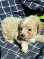 Grady, a male Cockapoo and Poodle - Toy  for sale in Salisbury, NC – 3 of 6