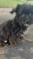 Curlee, a male Yorkipoo and Yorkshire Terrier for sale in Salisbury, NC – 2 of 4