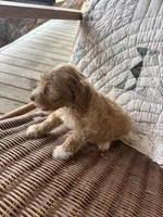 Gretta, a female Cockapoo and Poodle - Toy  for sale in Salisbury, NC – 2 of 4