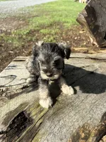 Salty girl, a male Miniature Schnauzer for sale in Salisbury, NC – 5 of 5