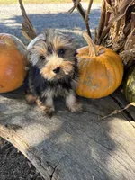 RG, a male Yorkshire Terrier for sale in Salisbury, NC – 3 of 5