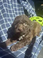Gavin, a male Cockapoo and Poodle - Toy  for sale in Salisbury, NC – 5 of 5