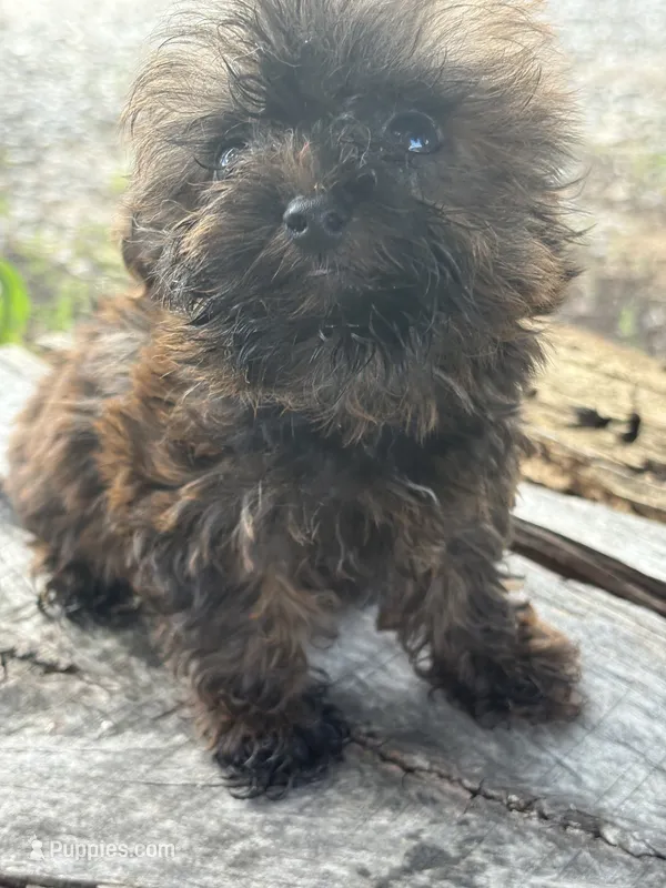 Titan – Yorkshire Terrier puppy for sale in Salisbury, NC