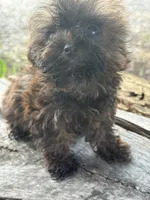 Titan, a male Yorkshire Terrier for sale in Salisbury, NC – 4 of 10