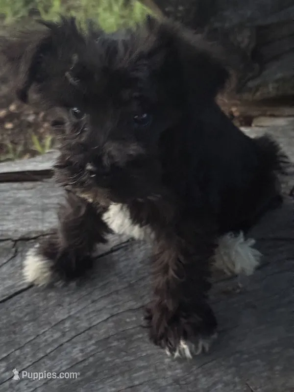 Flashy – Miniature Schnauzer puppy for sale in Salisbury, NC