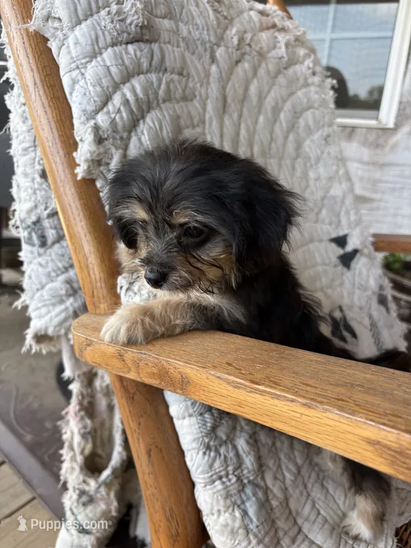 Dasey – Cockapoo puppy for sale in Salisbury, NC