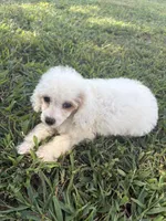 Lacee, a female Cockapoo and Poodle - Toy  for sale in Salisbury, NC – 8 of 8
