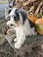 Parti girl, a female Miniature Schnauzer for sale in Salisbury, NC – 1 of 10