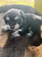 Hank, a male Cockapoo for sale in Salisbury, NC – 2 of 4