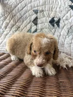 Gigi, a female Cockapoo and Poodle - Toy  for sale in Salisbury, NC – 2 of 4