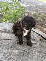 Hershel, a male Poodle - Toy  for sale in Salisbury, NC – 1 of 2