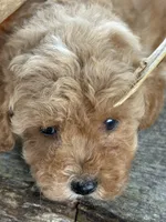 Graham, a male Cockapoo and Poodle - Toy  for sale in Salisbury, NC – 6 of 10