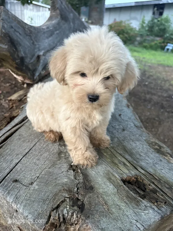 Handsome – Cockapoo puppy for sale in Salisbury, NC