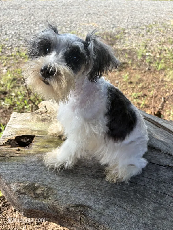 Parti girl – Miniature Schnauzer puppy for sale in Salisbury, NC