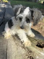 Parti girl, a female Miniature Schnauzer for sale in Salisbury, NC – 4 of 10