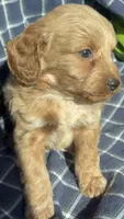 Garth, a male Cockapoo and Poodle - Toy  for sale in Salisbury, NC – 3 of 3