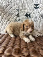 Gigi, a female Cockapoo and Poodle - Toy  for sale in Salisbury, NC – 4 of 4