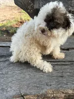 Special, a female Poodle - Toy  for sale in Salisbury, NC – 3 of 4