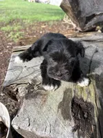 Flash, a male Miniature Schnauzer for sale in Salisbury, NC – 5 of 5