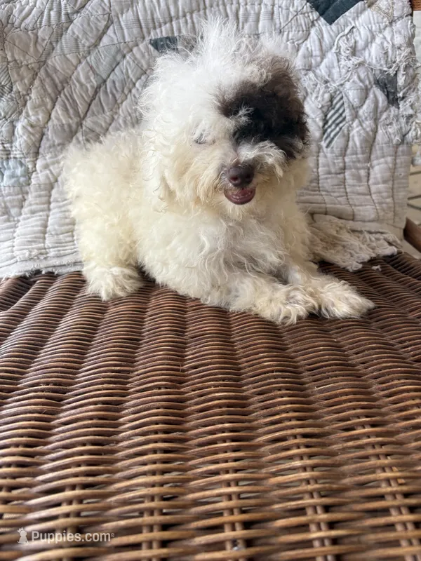 Special – Poodle - Toy  puppy for sale in Salisbury, NC