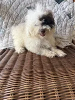 Special, a female Poodle - Toy  for sale in Salisbury, NC – 1 of 9