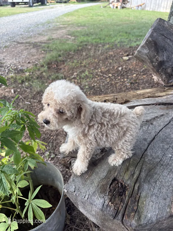 Cash – Poodle - Toy  puppy for sale in Salisbury, NC