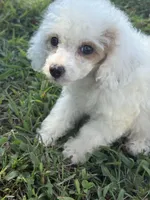 Grace, a female Cockapoo for sale in Salisbury, NC – 4 of 9